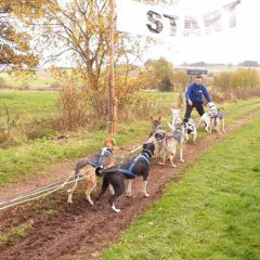 Schlittenhunderennen